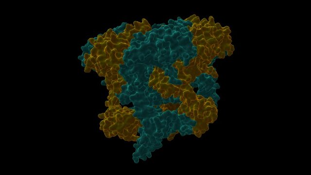 Human Rvb1-Rvb2 heterohexamer in INO80 complex. Animated 3D cartoon and Gaussian surface models in two perpendicular projections, PDB 5oaf, black background