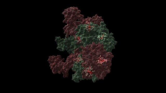 Structure of the human RuvB-like helicase RuvBL1 hexamer with ADP (red) bound. Animated 3D cartoon and Gaussian surface models in two perpendicular projections, PDB 2c9o, black background