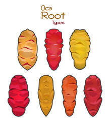 Types Of Oca Roots, Vector Illustration. Set Of Oca Roots Of 7 Different Species