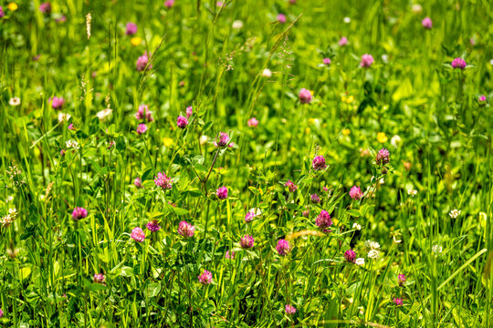 Many pink red mountain clover wildflowers closeup in green lush grass background showing texture of leaves on hiking trail in Sugar Mountain, North Carolina summer