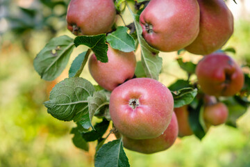 Red juicy ripe apples ripen on a tree in an apple orchard. Good harvest in autumn. 