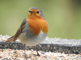 oiseau