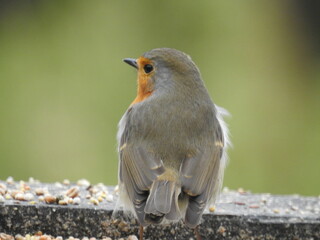 oiseau