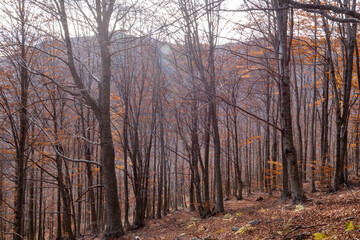 Fototapeta na wymiar Forest in autumn with trees in falling leaves