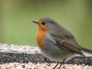 oiseau