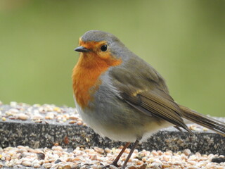 oiseau
