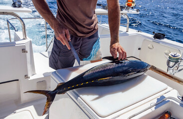 Hands and knife of  fisherman when cutting yellowfin tuna on board yacht at sea.