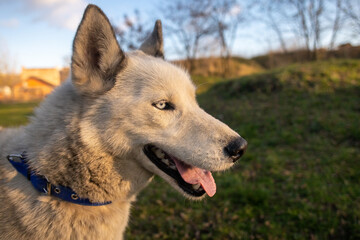 Siberian husky mixed breed dog looking at sunset