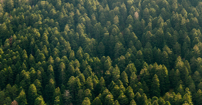 Pine forest at sunset in autumn