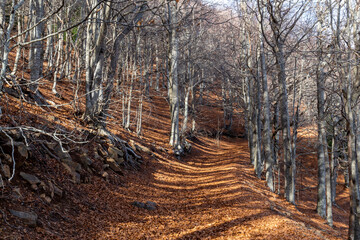 Forest in autumn with trees in falling leaves