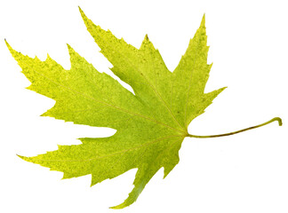 Autumn leaf isolated on white background