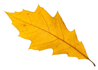 Autumn leaf isolated on white background