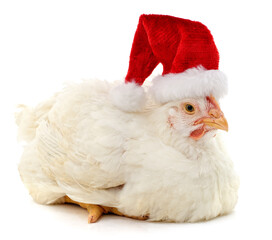 Chicken in Christmas hat.