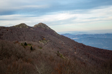 Forest in autumn with trees in falling leaves