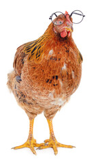 Chicken with glasses.