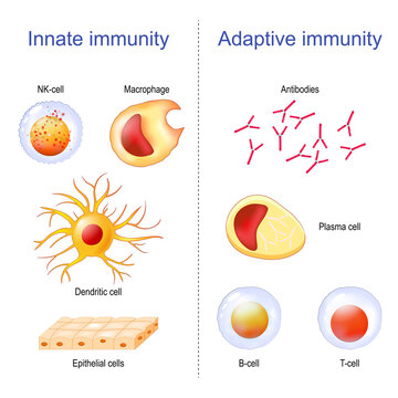 Adaptive immunity and Innate immunity. immune system