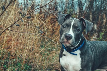 american staffordshire terrier