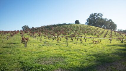 Green rolling hills in winery vineyard during afternoon sunlight