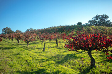 Winter red leaved grape vines in Winery Vineyard in rolling hills during afternoon sunlight