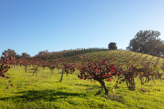 Red leaved wine grape vines in Winery Vineyard in rolling hills during afternoon sunlight