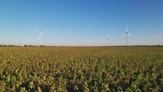 Windmills in a wilted sunflower field. Wind farm with turbine cables for wind energy. Renewable energy source, earth care. Drone video of wind power station, 4k. Botiyevska Ves, Ukraine.