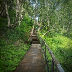Obraz premium wooden bridge in the woods