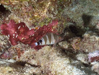 Redspotted Hawkfish on the reef