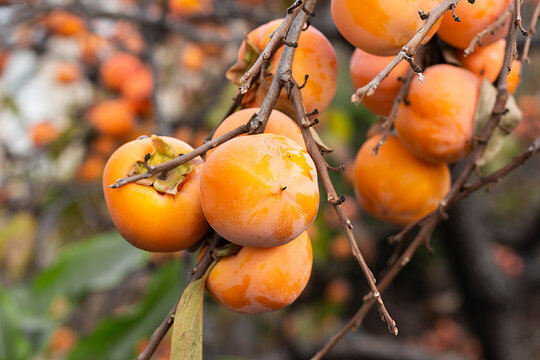 Frutos de caqui, en unas ramas despojadas