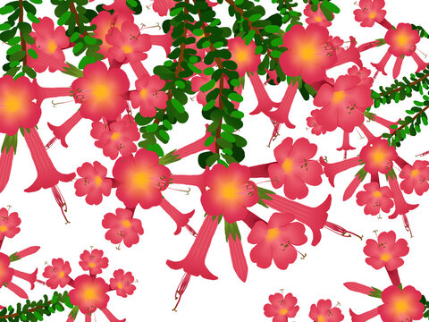 Background of Cantuta flowers on white 