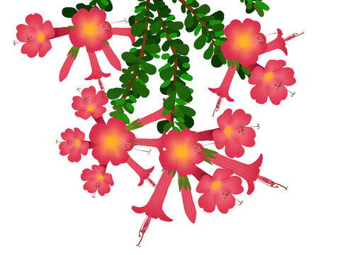 Illustration of Cantuta flower on white 