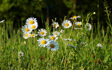 beautiful large daisies on a sunny summer day on flower island Mainau in Germany	