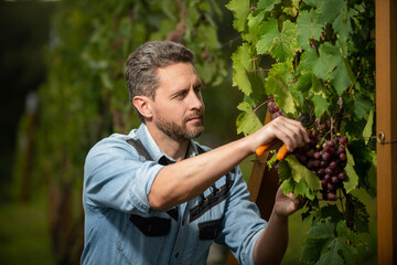 enologist with garden scissors. farmer cut grapevine. vinedresser cutting grapes bunch