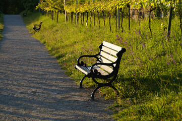 a beautiful alley with a sunlit bench surrounded by a little vineyard in the evening sun on a fine day in May on Mainau island (Germany)