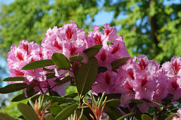 beautiful pink rhododendron on a sunny spring day on a sunny spring day on Mainau island on lake Constance or Bodensee (Germany)	
