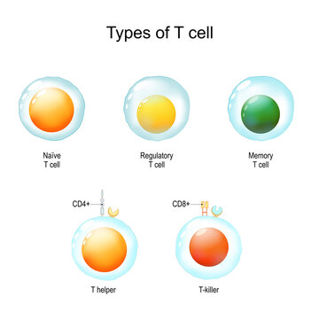 Types of T cell. Immunology infographic. vector Illustration