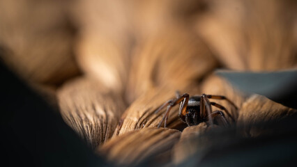the spider is hiding and preparing to attack