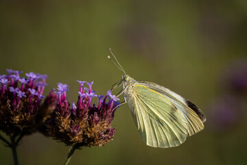 White butterfly collects pollen on small flowers