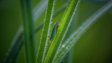 the unique cicada is disguised under the environment