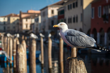 Chioggia