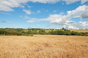 Obraz premium Wheat field in the summer
