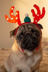 Funny and cute pug dog in Christmas deer horns looking at camera. New year and Xmas greeting card concept. Vertical 
