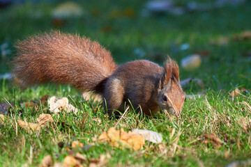 Naklejka na ściany i meble Eurasian red squirrel searching for nuts (Sciurus vulgaris)