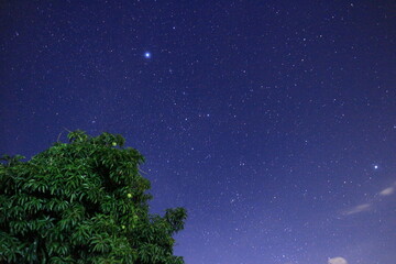 Arbol con frutos bajo las estrellas