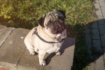 Portrait of a calm and beautiful pug dog looks at the camera outdoor