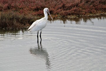 Colhereiro (Platalea Leucorodia)