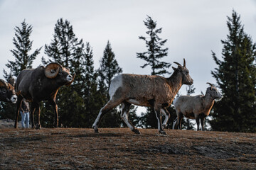 Ram Wildlife, Jasper National Park, Jasper, Alberta, Canada