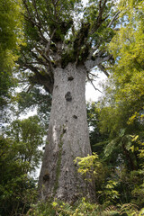 Gigantic kauri tree growing in Waipoua forest, Northland, New Zealand