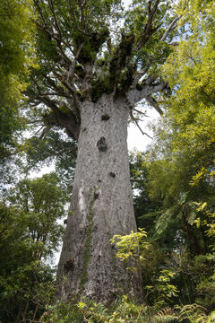 Gigantic kauri tree growing in Waipoua forest, Northland, New Zealand