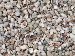 Fototapeta premium White Gray and Pink Toned Shells Covering the Seashore on Beach in Connecticut