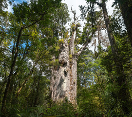 Fototapeta na wymiar Gigantic kauri tree growing in Waipoua forest, Northland, New Zealand